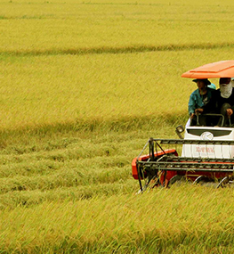 Chuyển động tích cực cho lúa gạo Việt